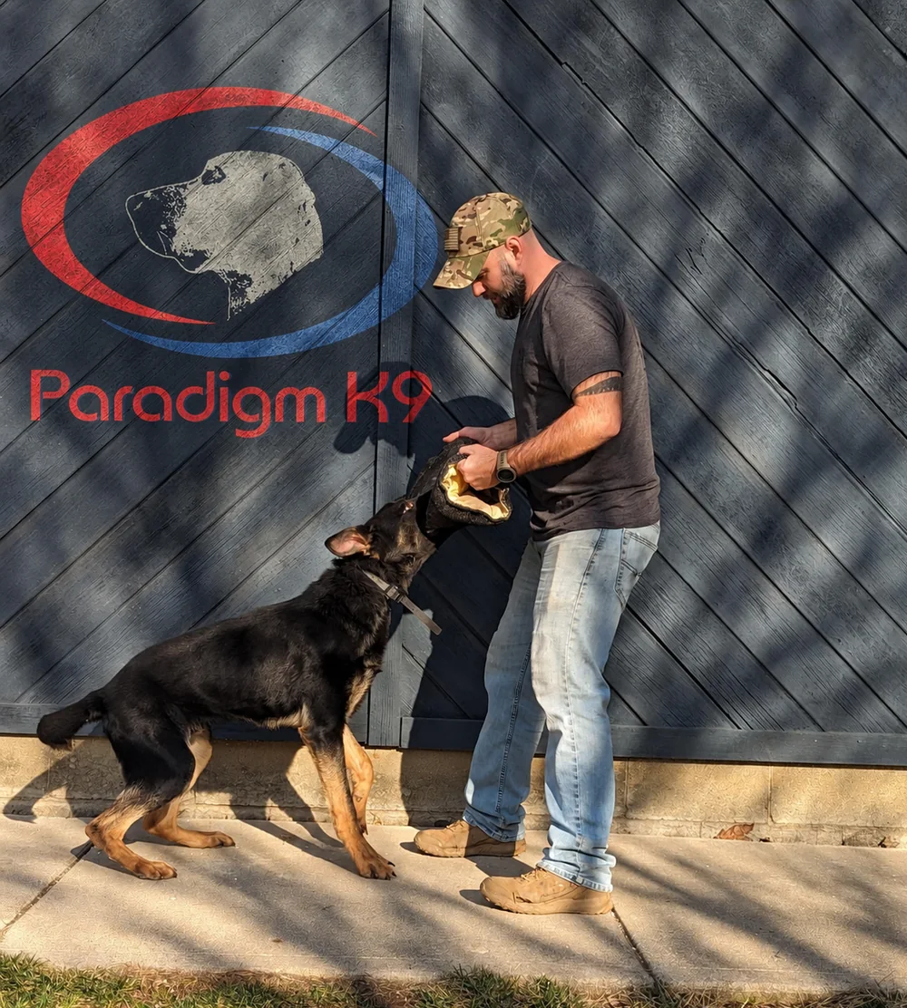 Jeff Thomson working a young German Shepherd in front of the Paradigm K9 logo wall